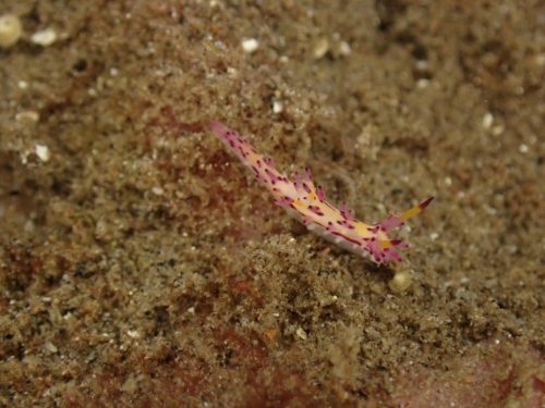 Nudi-53