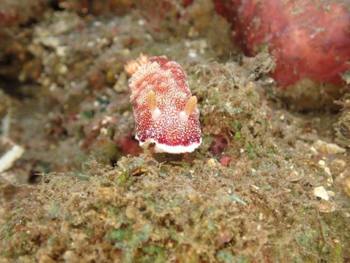 Nudi-54