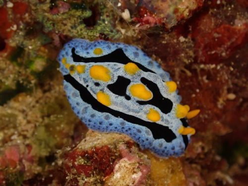 Nudi-56