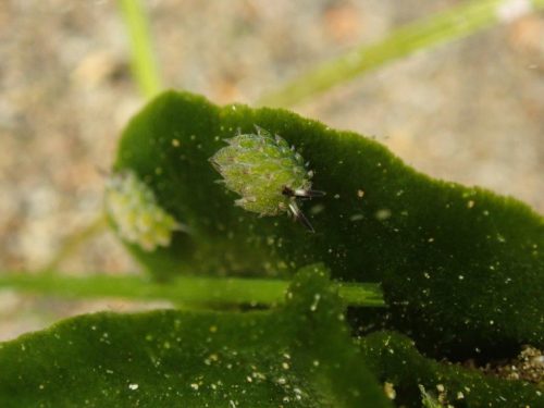 Nudi-57