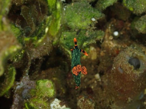 Nudi-58