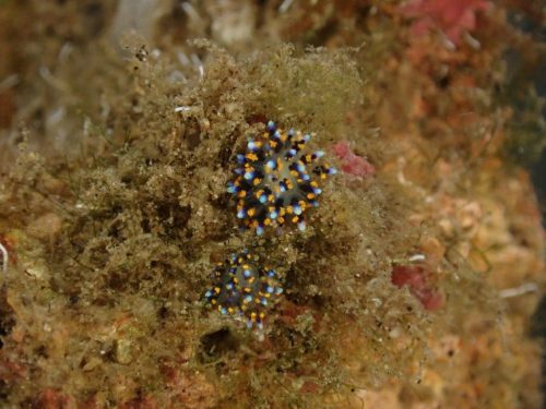 Nudi-60