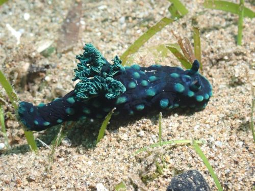 Nudi-62