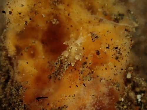 Nudi-63