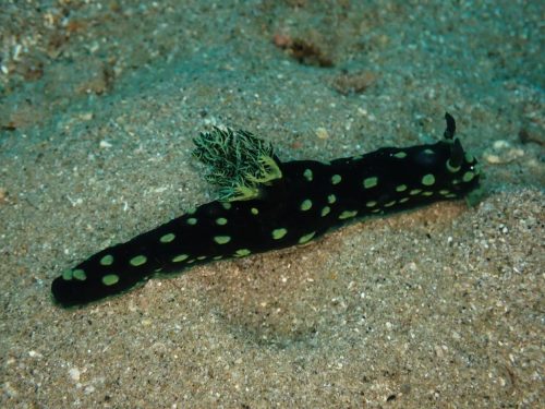 Nudi-64