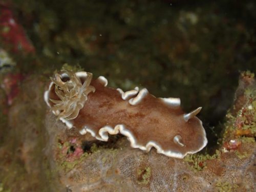 Nudi-7