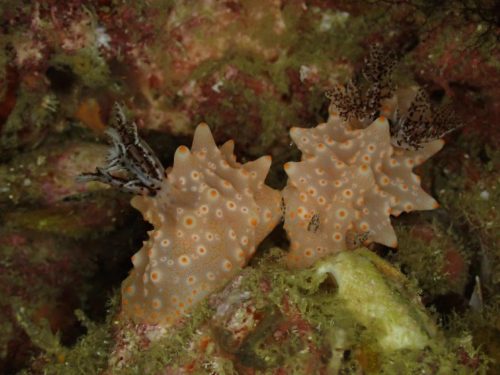 Nudi-9