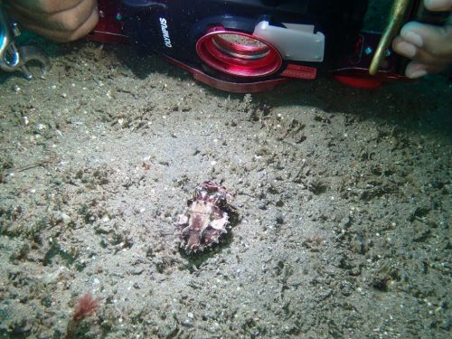 Octopus-11