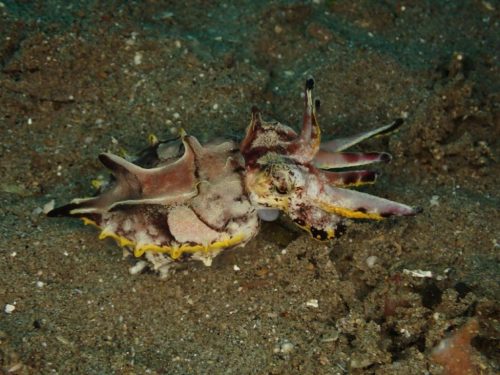 Octopus-12