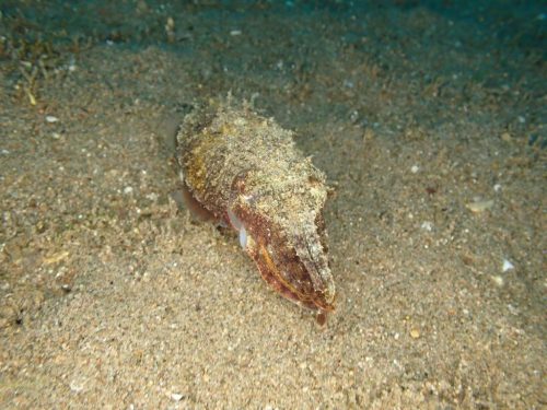Octopus-13
